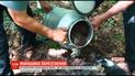 В Винницкой области переселяют муравьев
