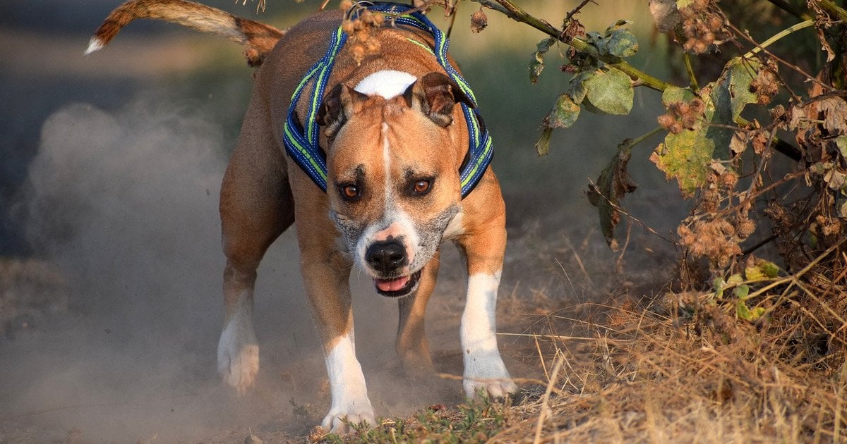 Собака покусала школярів