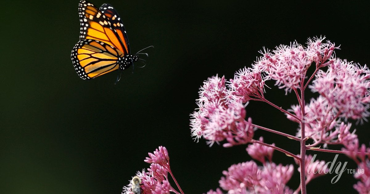 Ласточка клубненосная