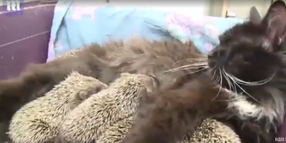 В российском зоопарке кошка выкармливает восемь осиротевших ежиков