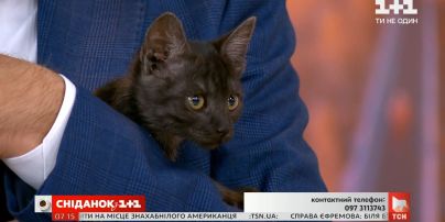Кошенята Кузя і Грейсі шукають дім