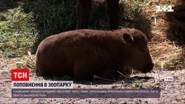 У Київському зоологічному парку народилися два бізони