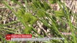 В Хмельницкой области нашли поляну с растением, которому миллионы лет