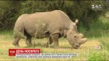 В мире отмечают Международный день носорога