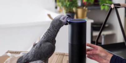 В Британии умный попугай втихаря от хозяев сделал Интернет-заказ