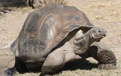 Впервые за столетия родились новые гигантские галапагосские черепахи