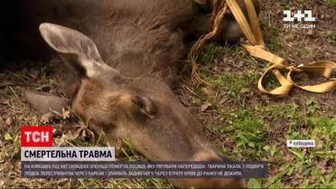 Новости Украины: травмированная в Ворзеле лосиха умерла во время операции