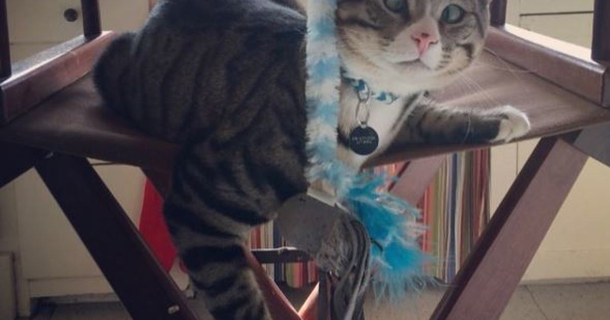 Котика спасли вместе с другими животными / © instagram.com/worried_cat_aka_bum