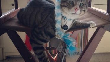 Котика спасли вместе с другими животными / © instagram.com/worried_cat_aka_bum