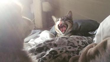 Котика спасли вместе с другими животными / © instagram.com/worried_cat_aka_bum
