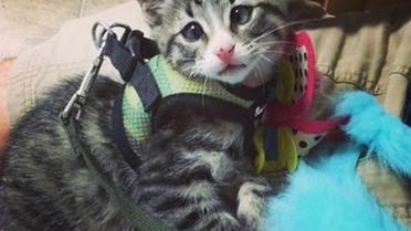 Котика спасли вместе с другими животными / © instagram.com/worried_cat_aka_bum