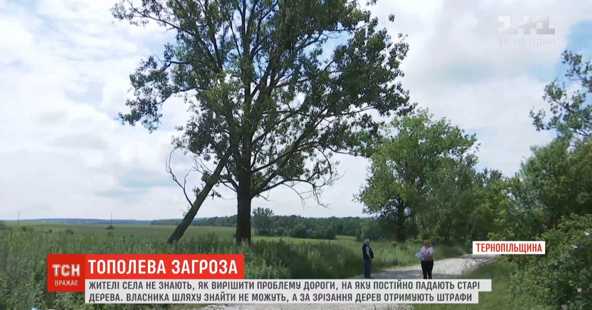 Опасный путь: на дорогу в Тернопольской области постоянно падают старые тополя