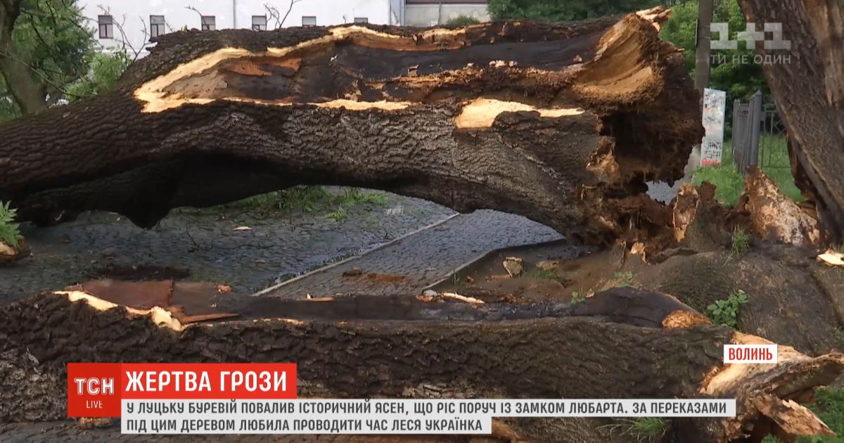 В Луцке после грозы упал 200-летний ясень