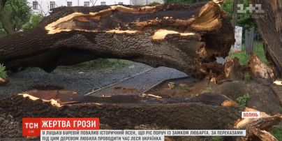 В Луцке после грозы упал 200-летний ясень