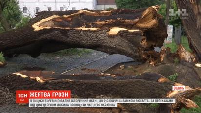 В Луцке после грозы упал 200-летний ясень
