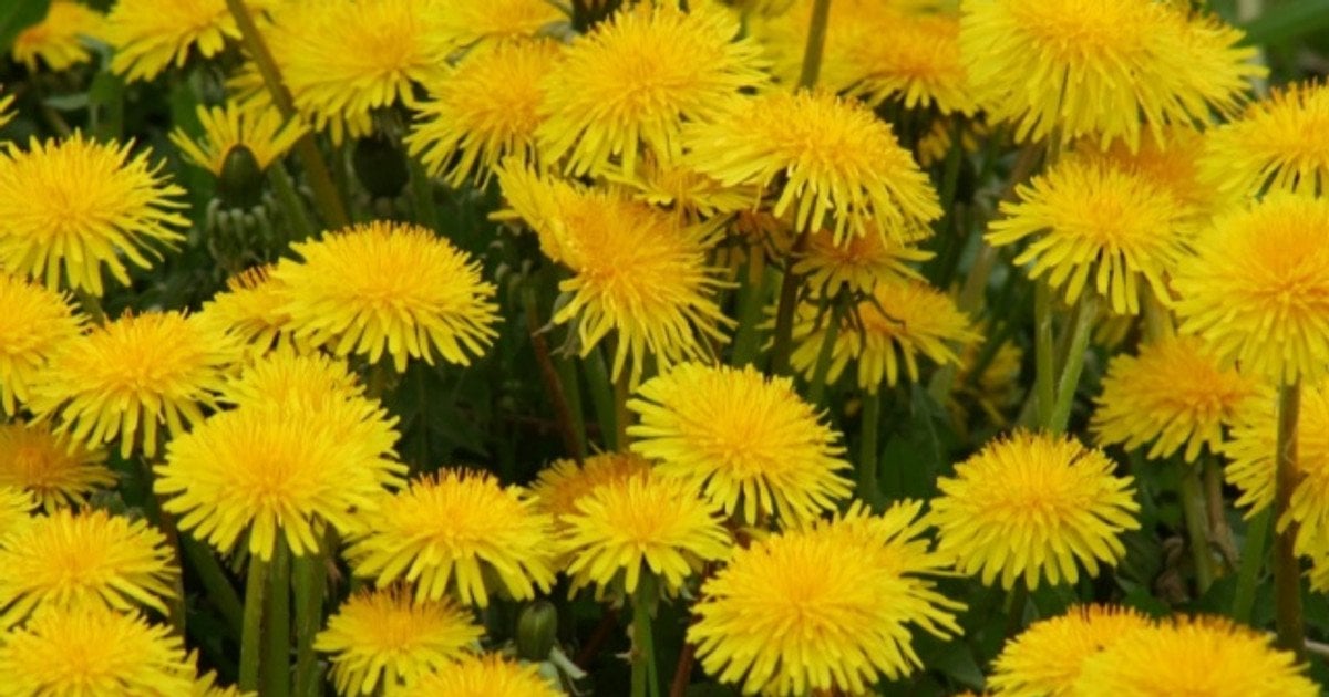 Рецепти з кульбаби