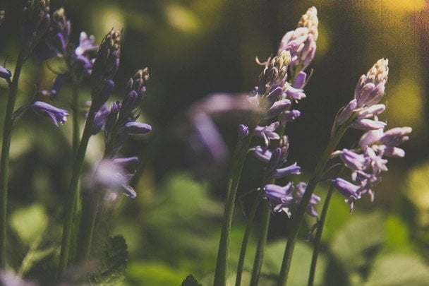Народні прикмети 8 травня / © unsplash.com