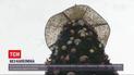 Головна ялинка країни без капелюха: прикрасу зняли через скандал в соцмережах