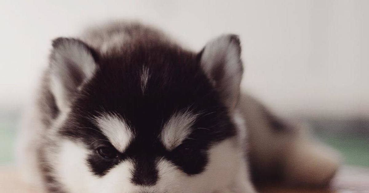 Девушка заинтересовалась этой породой три года назад / © Instagram.com/@erikaeasy