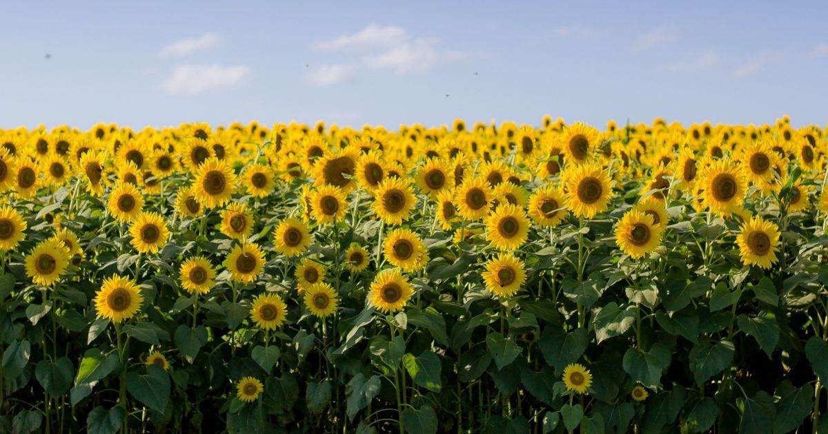 Вартість соняшнику зменшилася: як це вплине на ціну олії