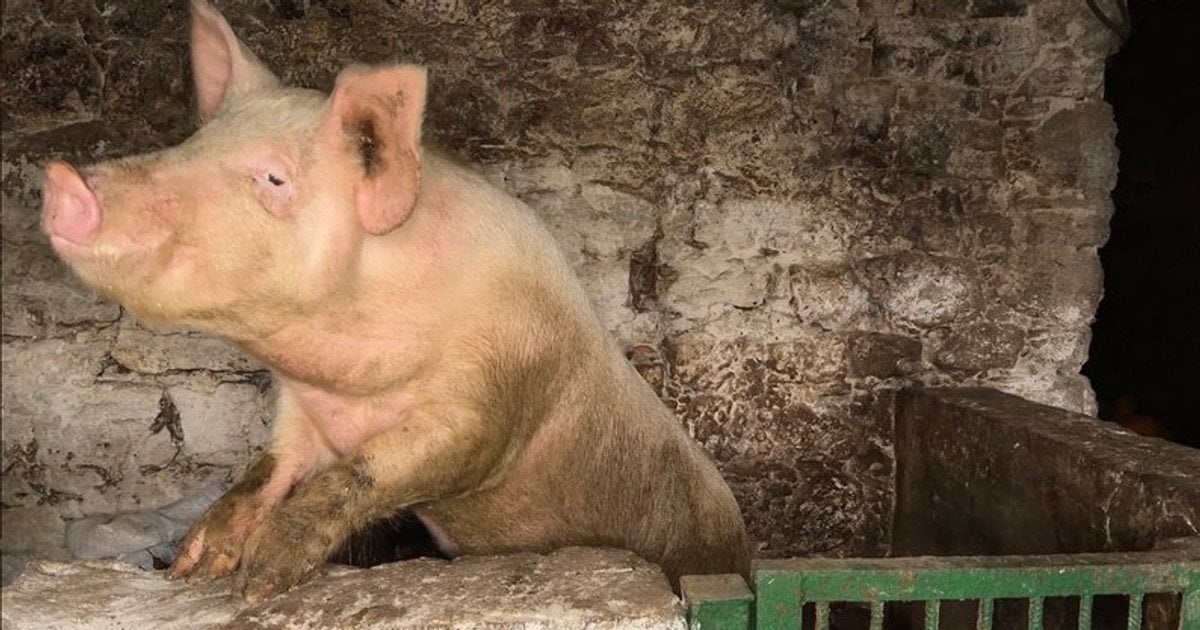 Неоготичний палац став свинарником