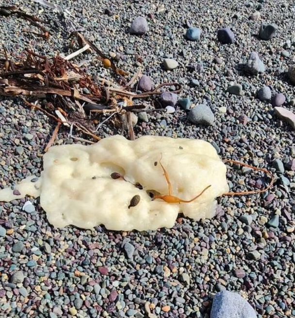 На берег викинуло загадкові згустки / Фото: Philip Grace/Facebook