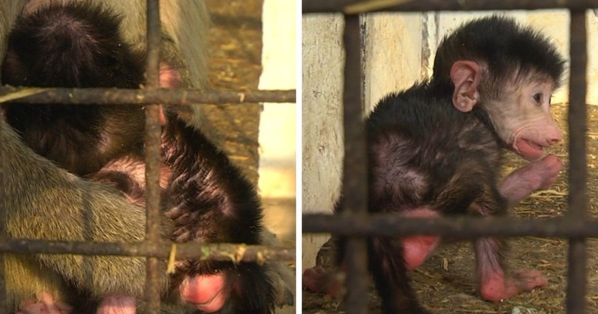 В зоопарке мариуполя в семье гамадрил родился детеныш — новости мариуполя