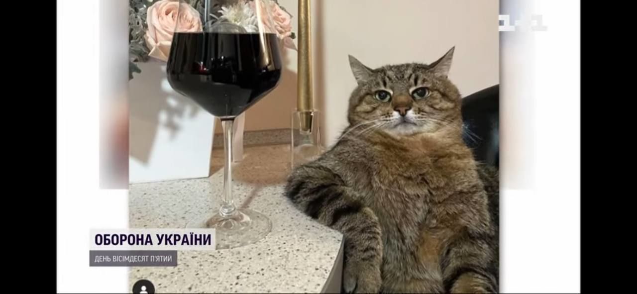 Кіт Степан із Харкова здобув престижну нагороду у Каннах - фото, відео ...