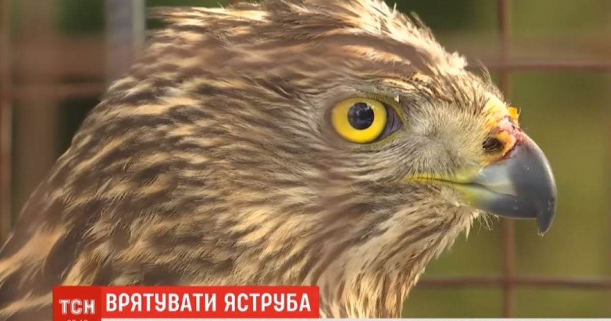 На Прикарпатті лісники врятували травмованого яструба, який прилетів з Фінляндії