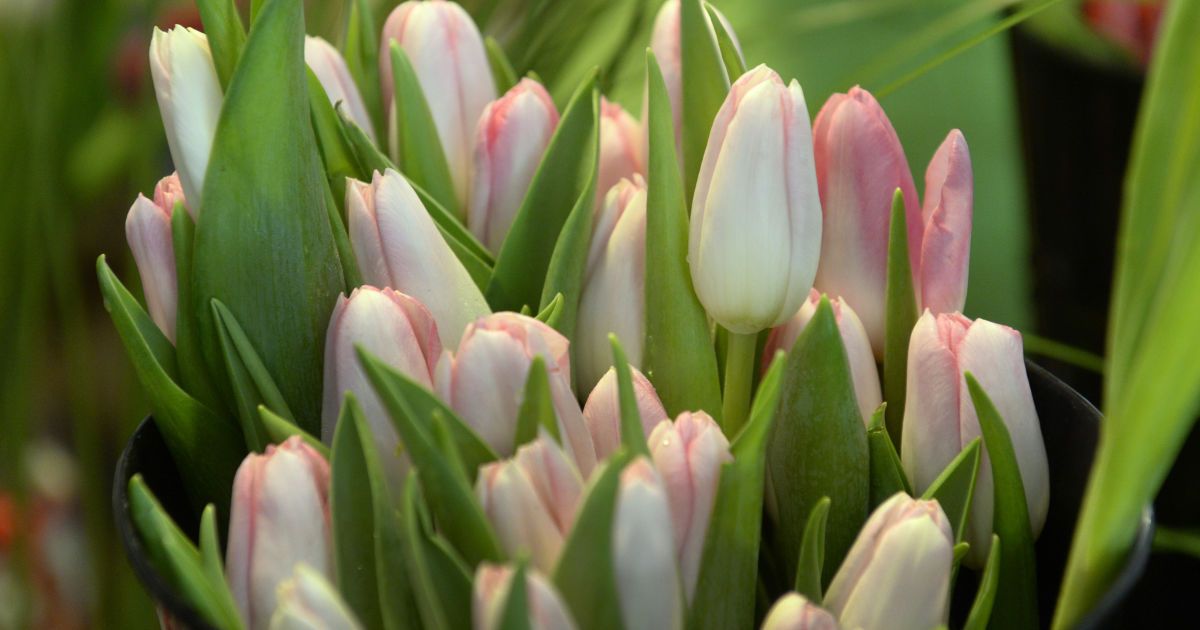 Какие цветы посадить осенью, чтобы они зацвели весной