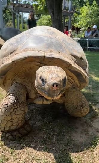 Черепаха вперше стала мамою у 100 років / © Philadelphia Zoo