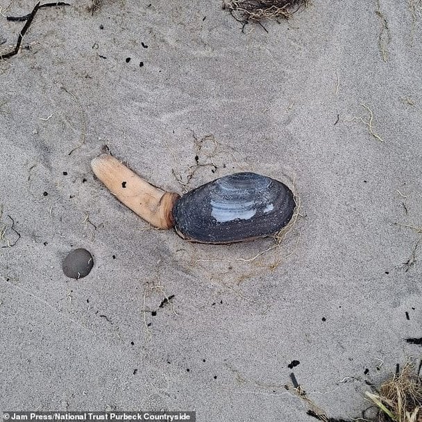 На пляж через шторм викинуло тисячі рідкісних «одноногих» істот (фото)