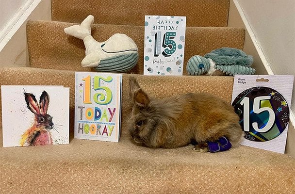 Найстаріший кролик у світі / © Guinness World Records