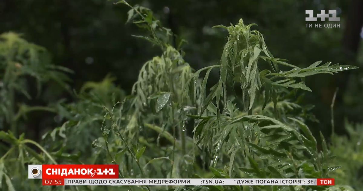 Как в Киеве борются с цветением амброзии