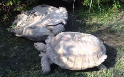 Сеть умилило видео, на котором черепаха спасает перевернутого на панцирь друга
