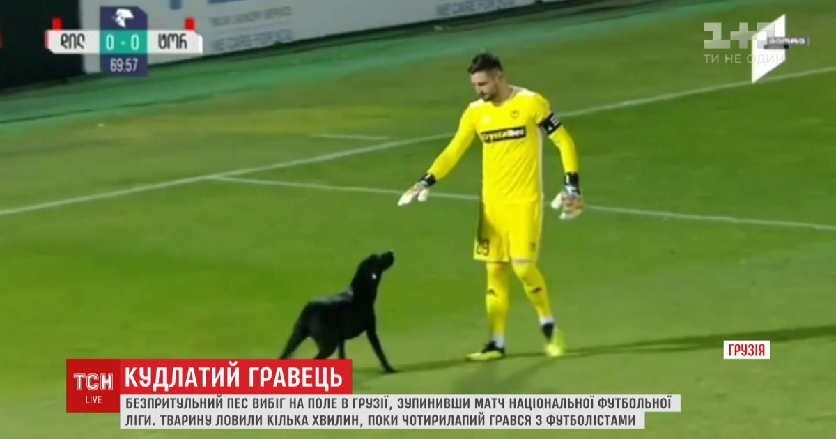 Бездомный пес остановил матч в Грузии и поигрался с футболистами