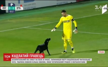 Безпритульний пес зупинив матч у Грузії і погрався з футболістами
