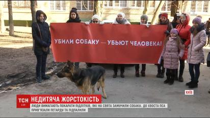У Києві підлітки прив’язали петарду під хвоста собаці й підпалили