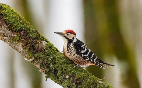 Дятел белоспинный. Фото: Государственная экологическая инспекция в Черниговской области