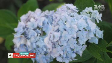 Як змінити колір гортензії в домашніх умовах