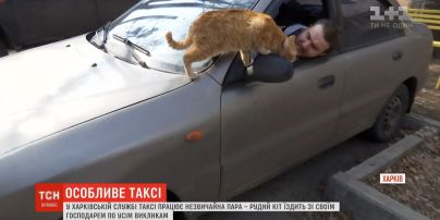 Кіт-таксист працює у Харкові зі своїм господарем