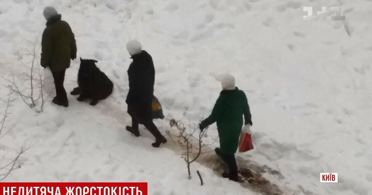 Жорстоке вбивство собаки в новорічну ніч сколихнуло один із районів Києва