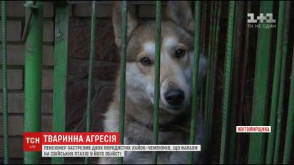 В Житомирской области разгорелся скандал из-за убийства собак, напавших на хозяйство пенсионера