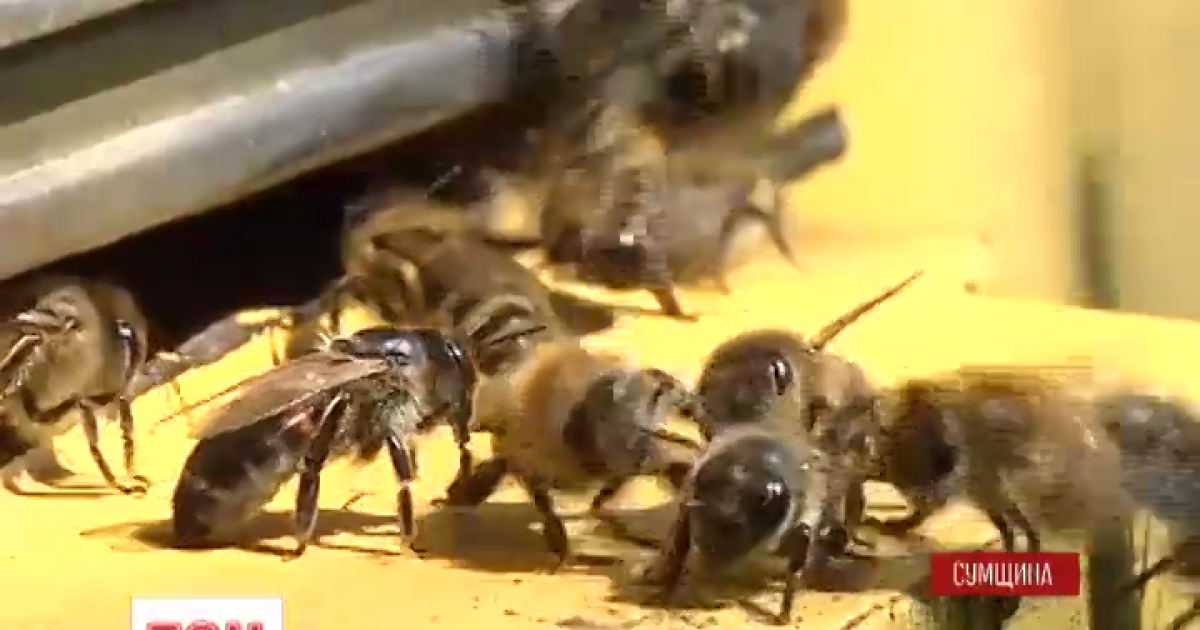 Пчелы-убийцы: на украинца набросился целый рой