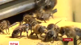 На Сумщине человека искусали насмерть пчелы