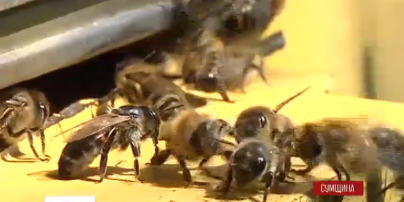 Бджоли-вбивці: на українця накинувся цілий рій