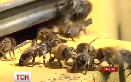 Бджоли-вбивці: на українця накинувся цілий рій