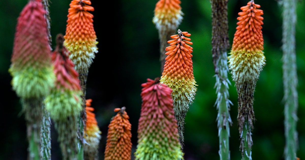 Кніпхофія Нортіа