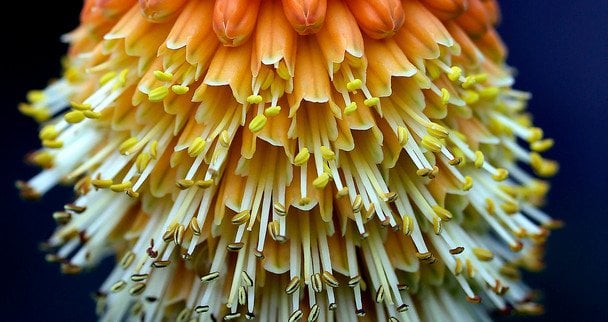 Кніпхофія Нортіа / © Credits