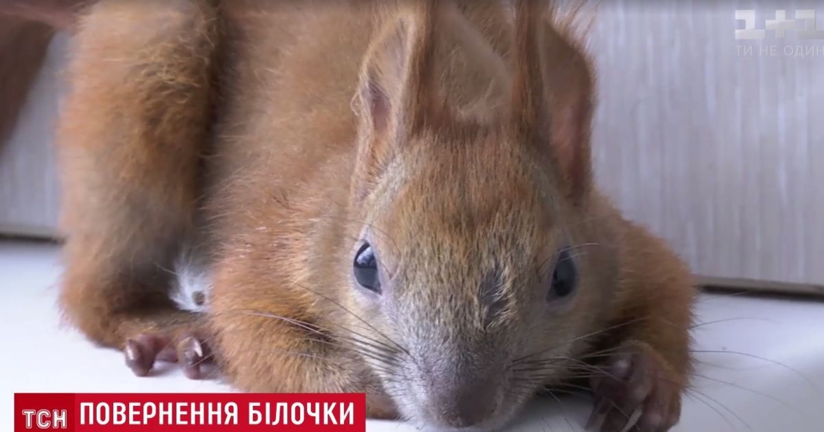 Детектив із хепі-ендом: у Києві через тиждень відшукали білченя, котре зникло з квартири на шостому поверсі